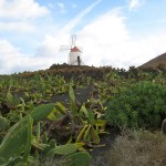 Guatiza Kaktusgarten